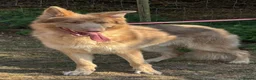 German Shepherd dogs for sale: German shepherd adult male  - Advert 4