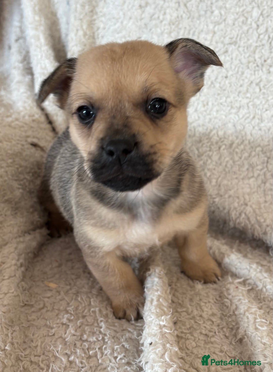 Mixed Breed dogs for sale: Frenchie cross Jack Russell puppies  - Advert 5