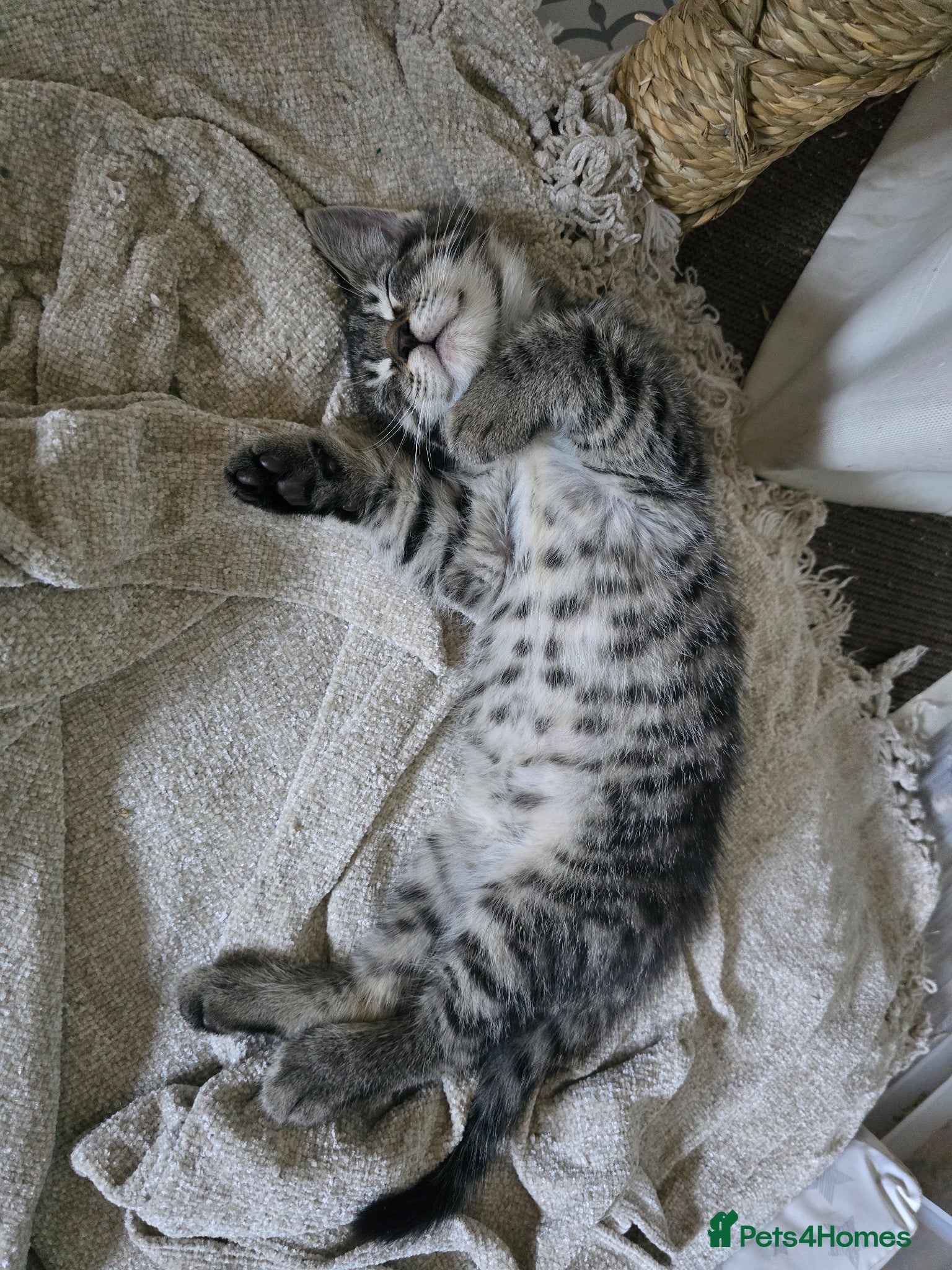 Maine Coon cats 🖤READY NOW🖤2 LEFT🖤Maine Coon X - Advert 1