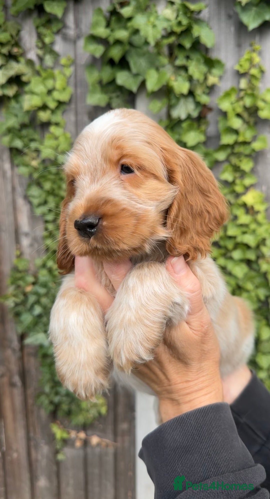 Cocker Spaniel dogs for sale: Last boy! Top quality show-type Cocker Spaniels! in Leicester - Image 18