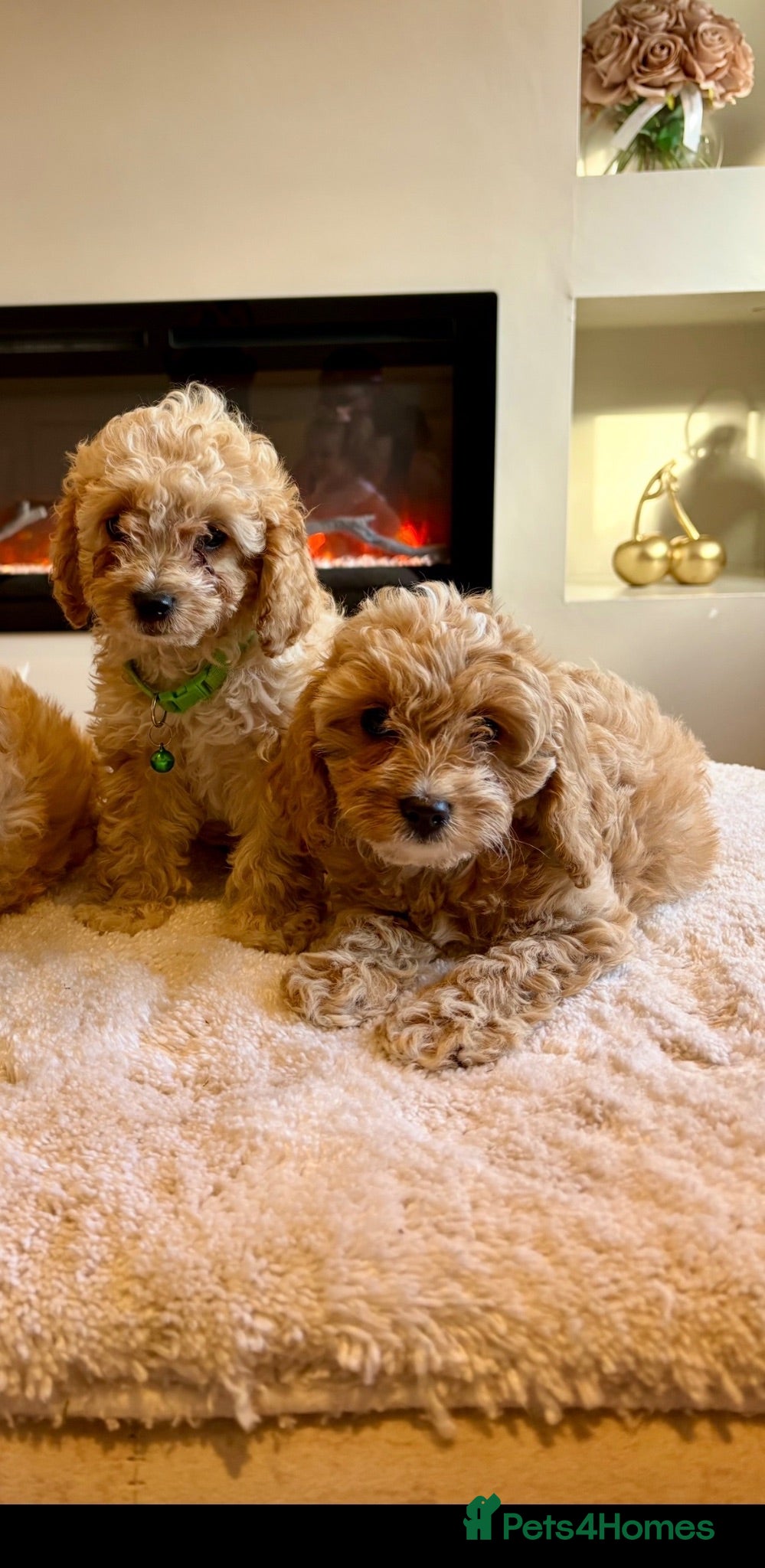 Cavapoo dogs Gorgeous Cavapoo puppies  - Advert 1