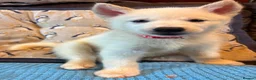 Siberian Husky dogs for sale: 2 female Beautiful White Husky Puppies Ready Now. - Advert 40