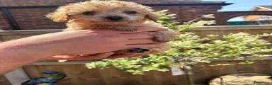Toy Poodle Puppy 6