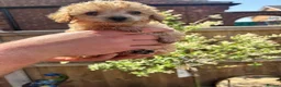 Toy Poodle dogs for sale: Beautiful Litter of Toy Poodle Pups  - Advert 11