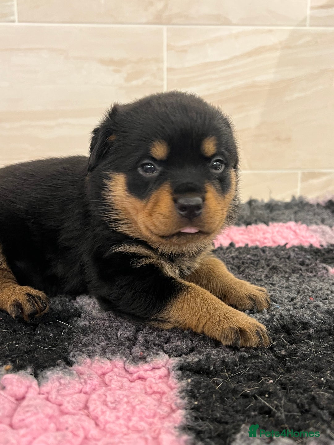 Rottweiler dogs for sale: Rottweiler pups KC Registered + Champ Bloodlines - Image 17