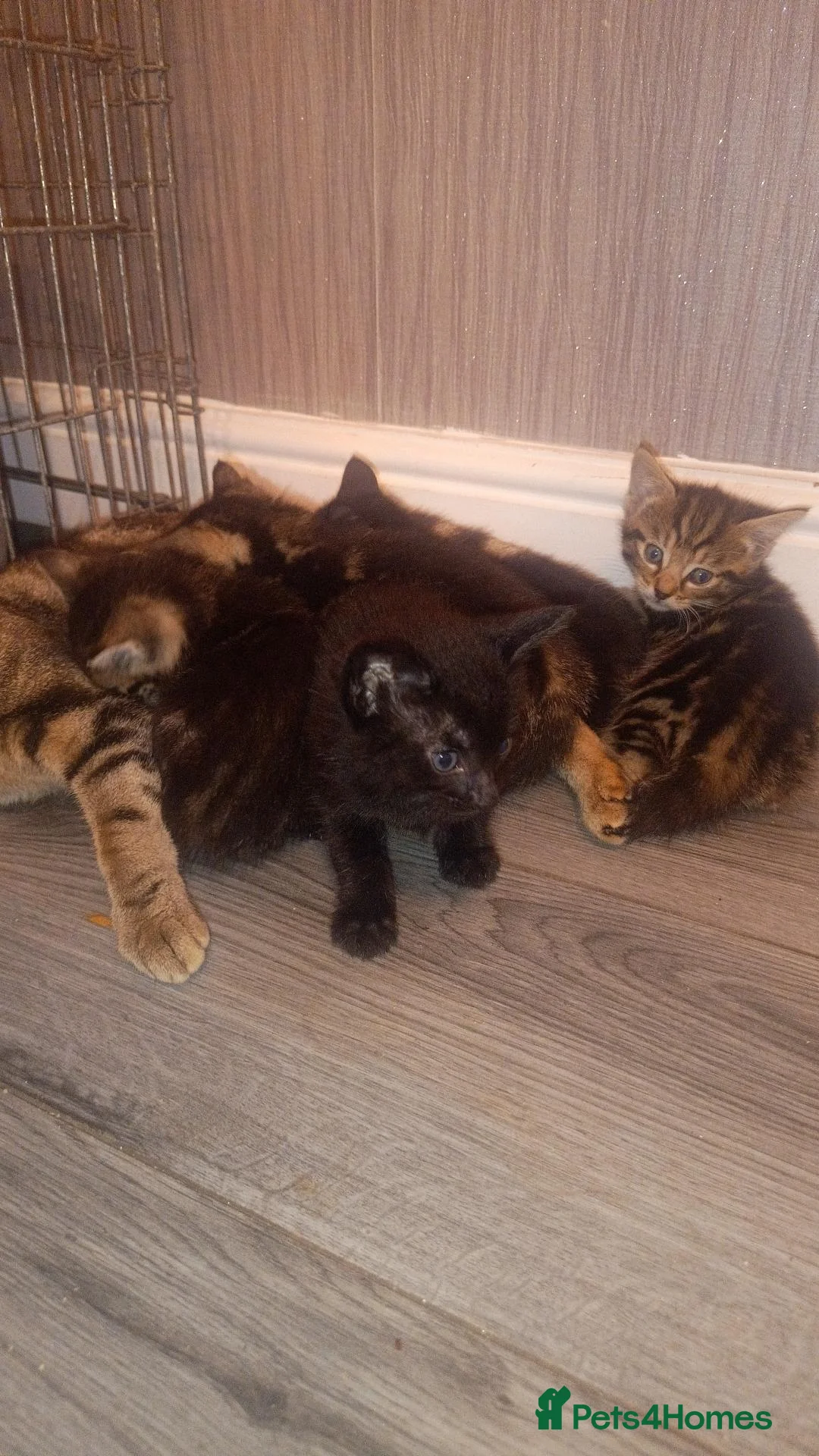 Mixed Breed cats for sale: 1 black boy and 4 girl tabby cats - Advert 2