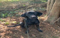 Mixed Breed dogs for sale: Stunning Work Labrador Mix  - Image 11