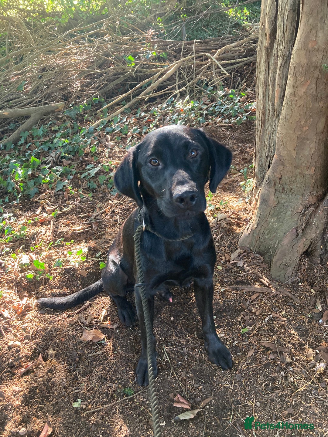 Mixed Breed dogs for sale: Stunning Work Labrador Mix  - Image 11