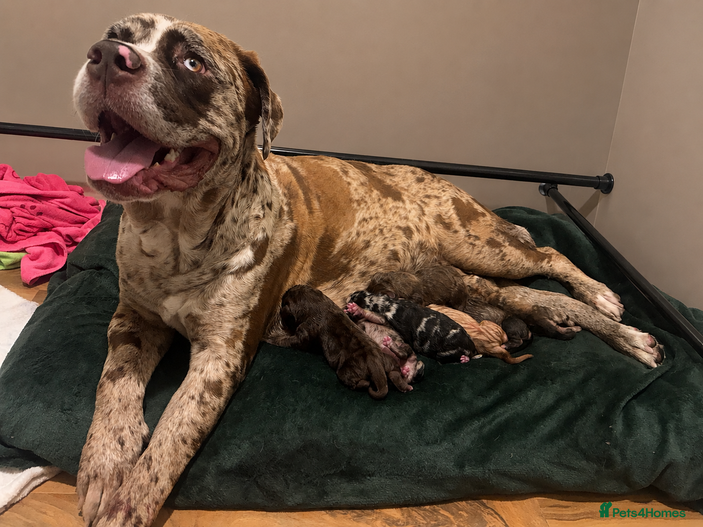 Mixed Breed dogs for sale: North American mastiff X pups  - Advert 4