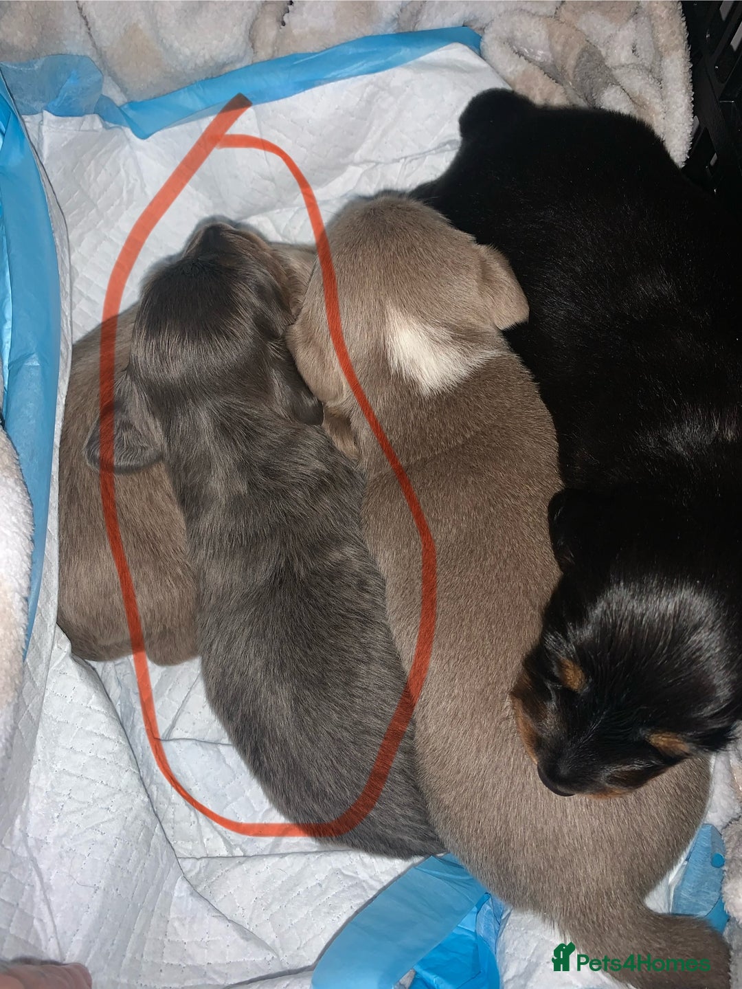 Dachshund dogs for sale: Dachshund - Image 5