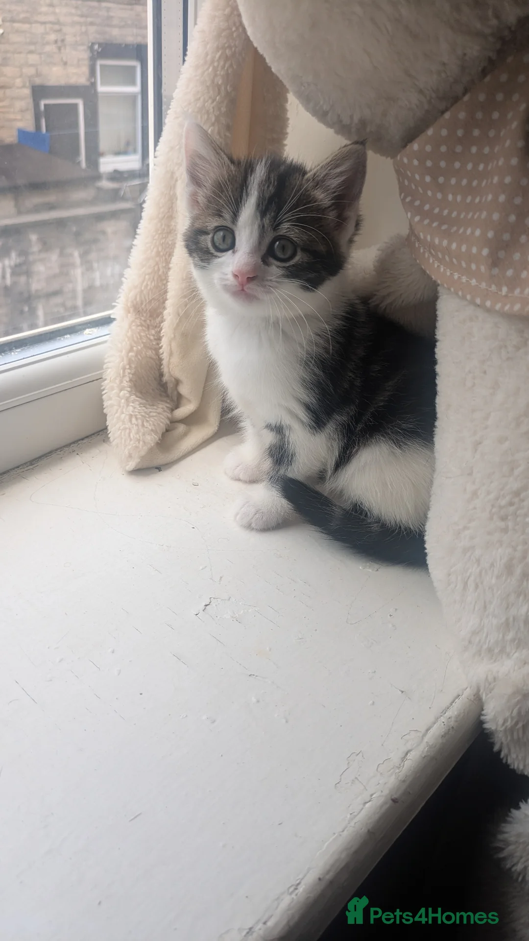 Mixed Breed cats for sale: 4 beautiful kittens for sale  in Burnley - Advert 5