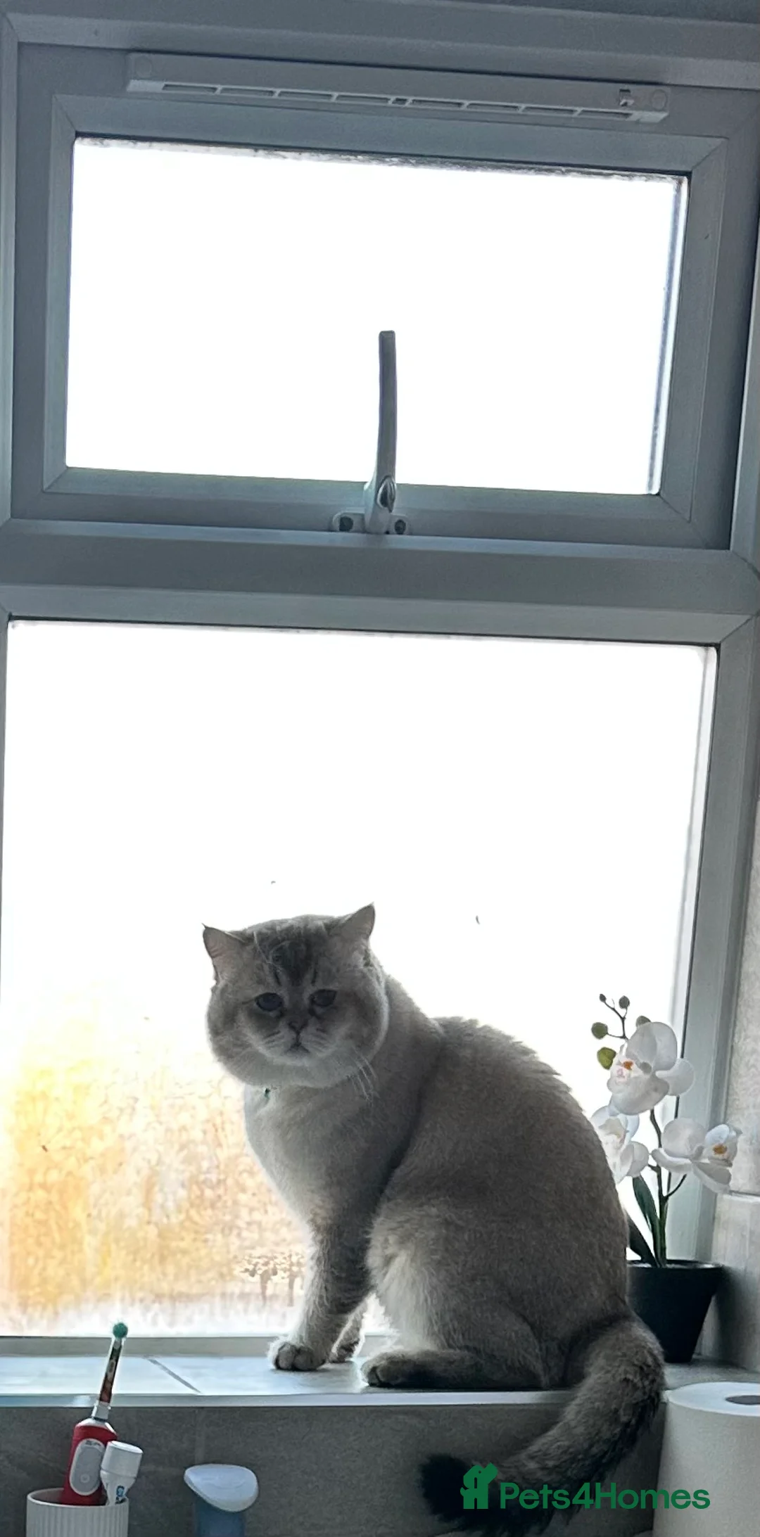 Scottish Fold cats for stud: Lovely Scottish fold( straight )boy ❤️ - Advert 3