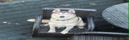 Siberian Husky dogs for sale: Husky looking to rehome - Advert 5