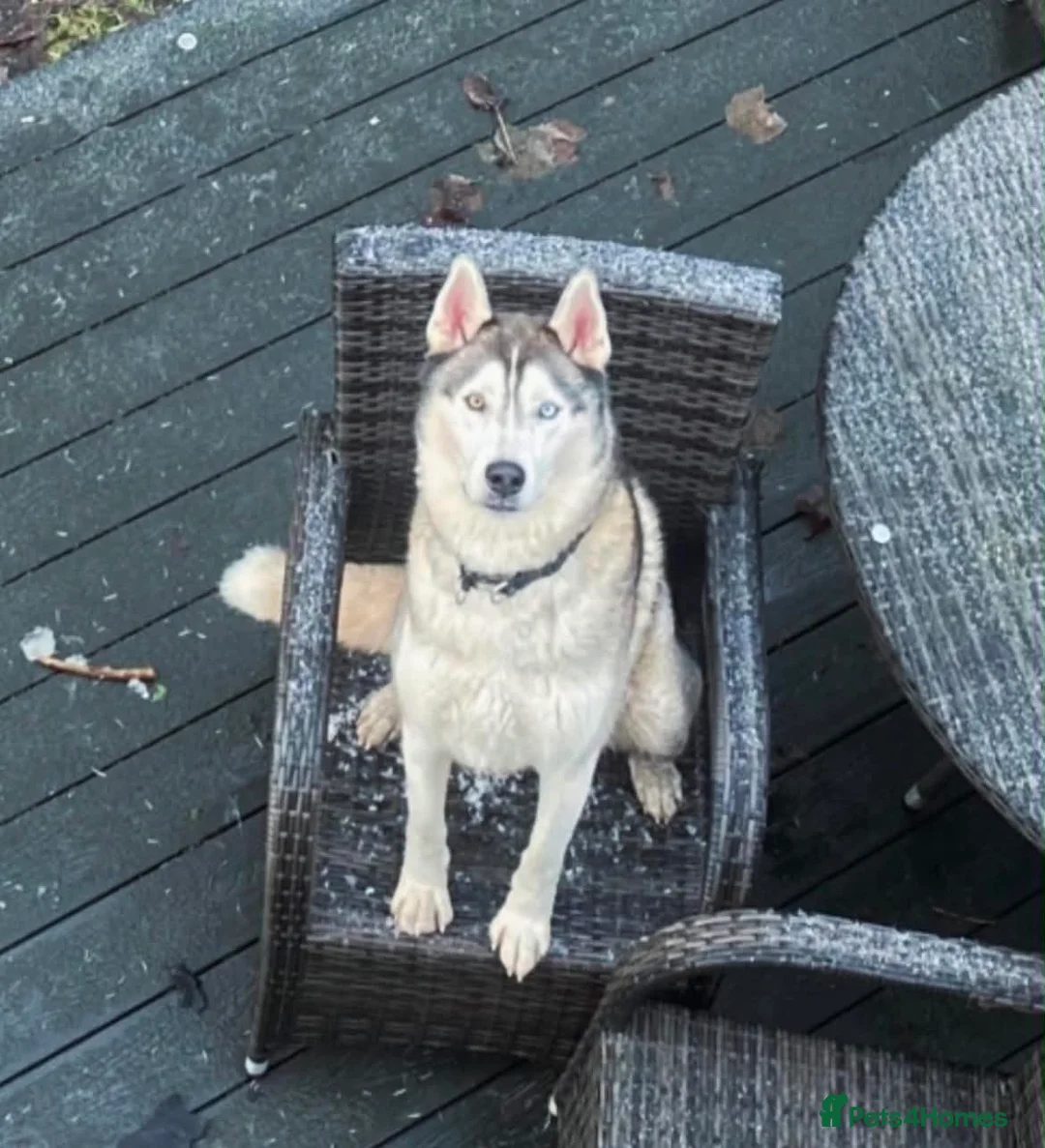 Siberian Husky dogs for sale: Husky looking to rehome - Advert 5