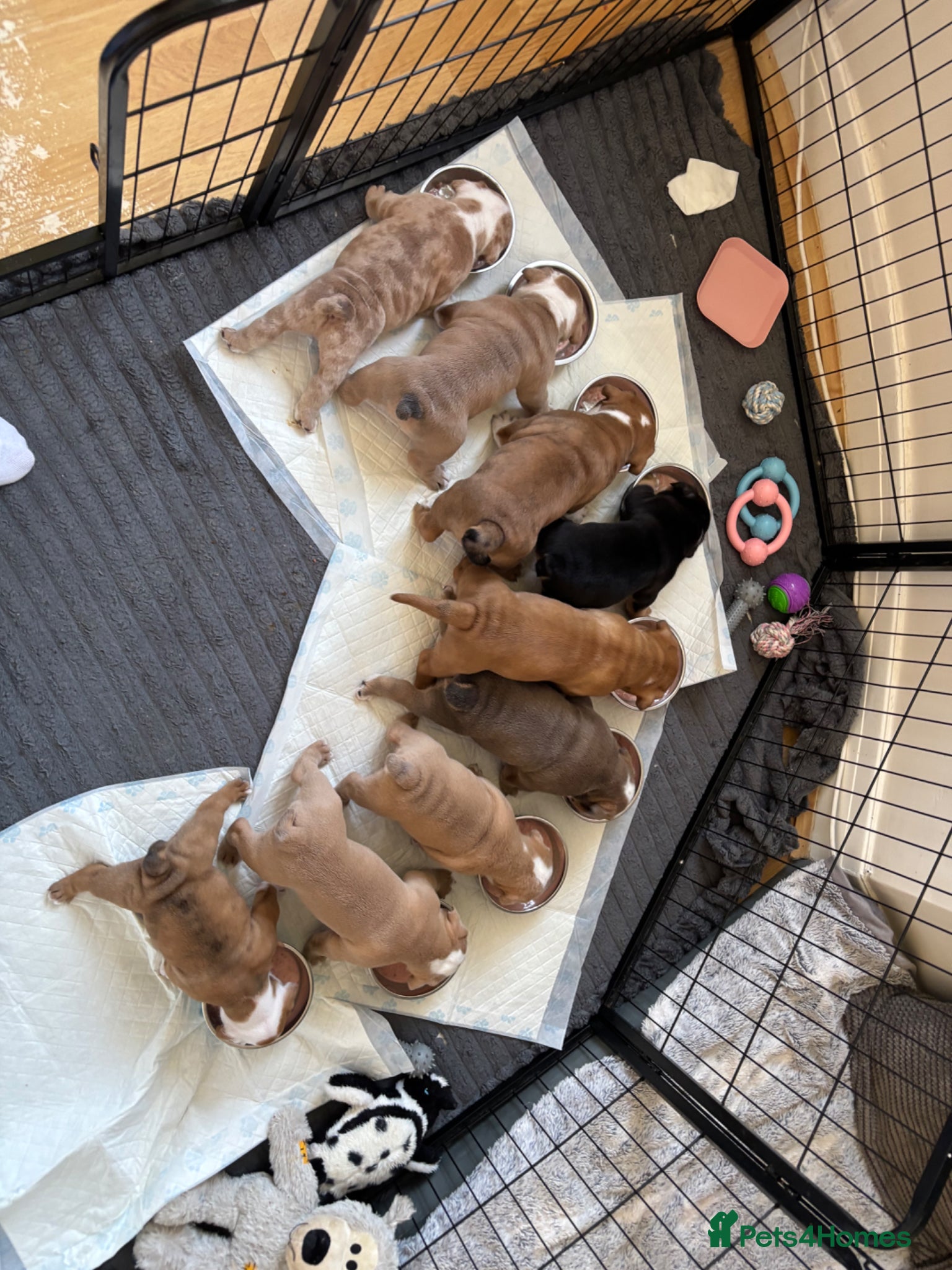 Old Tyme Bulldog dogs Olde tyme bulldog puppies  - Advert 8