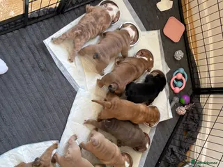 Old Tyme Bulldog dogs Olde tyme bulldog puppies - Advert 18