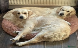 Golden Retriever dogs for sale: Meet Georgie & Bruno – Our Loving Golden Duo - Image 4