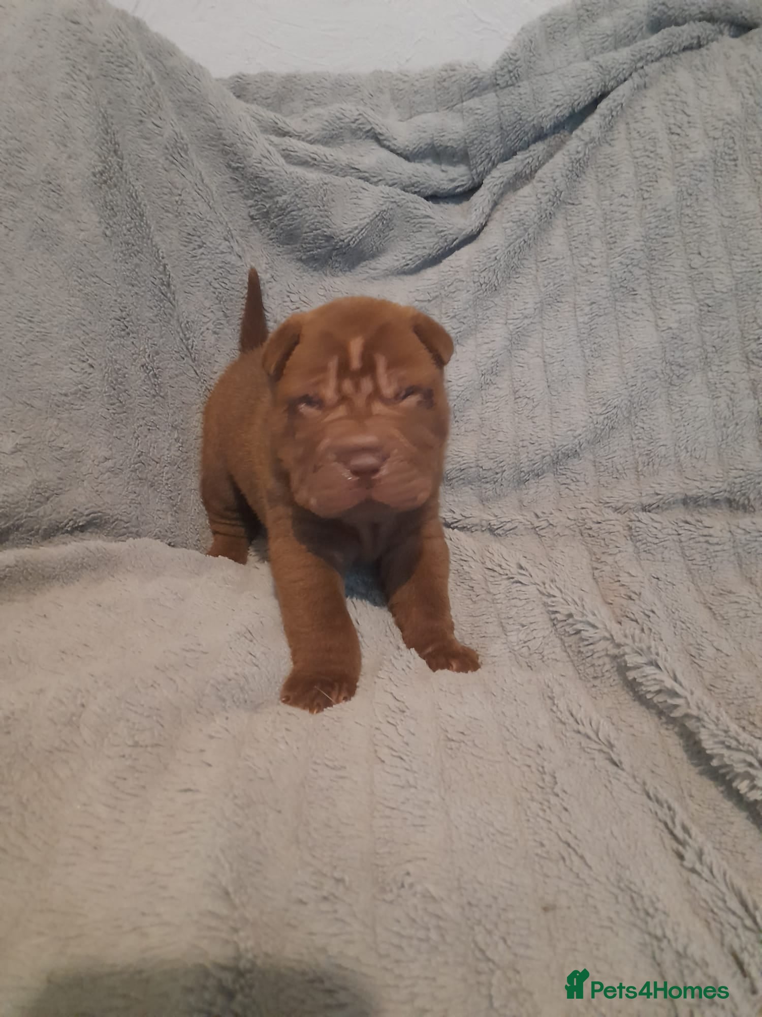 Shar Pei dogs Beautiful shar-pai pups  - Advert 4