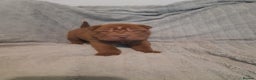 Shar Pei dogs for sale: Beautiful shar-pai pups  - Advert 4