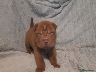 Shar Pei dogs Beautiful shar-pai pups - Advert 9