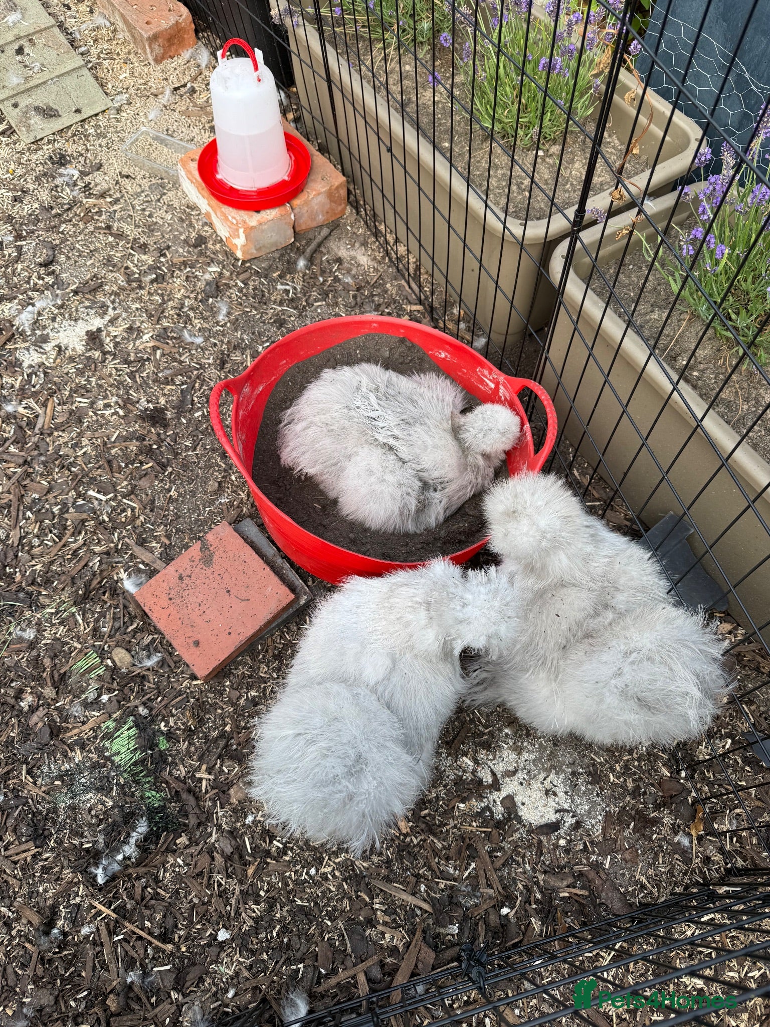 Hens poultry 3 Lavender Silkie hens - inc hen house - feed etc  - Advert 10