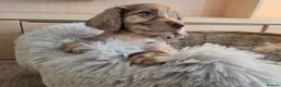 Cocker Spaniel dogs for sale: Working Type Cocker Spaniels - Advert 13