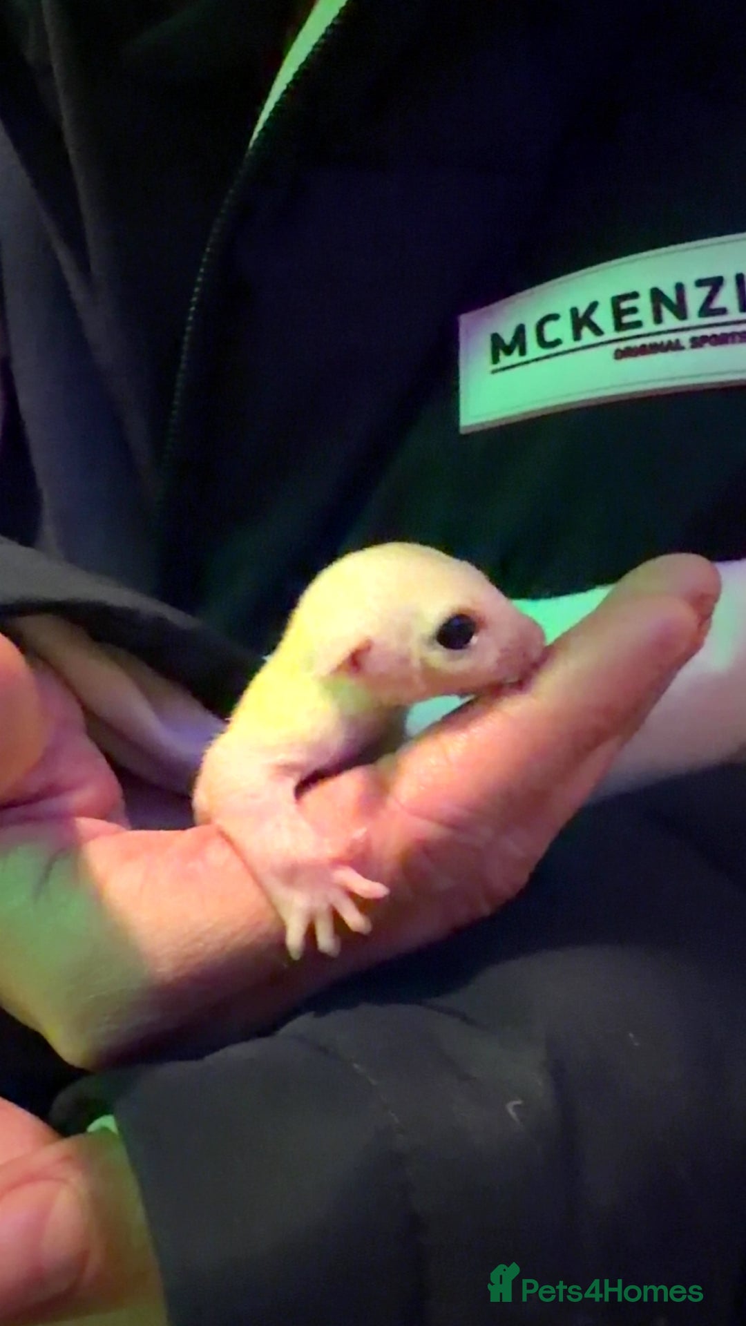 Sugar Glider rodents for sale: Leu gliders - Advert 1