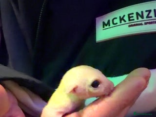 Sugar Glider rodents Leu gliders - Advert 2