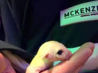 Sugar Glider rodents Leu gliders - Advert 5