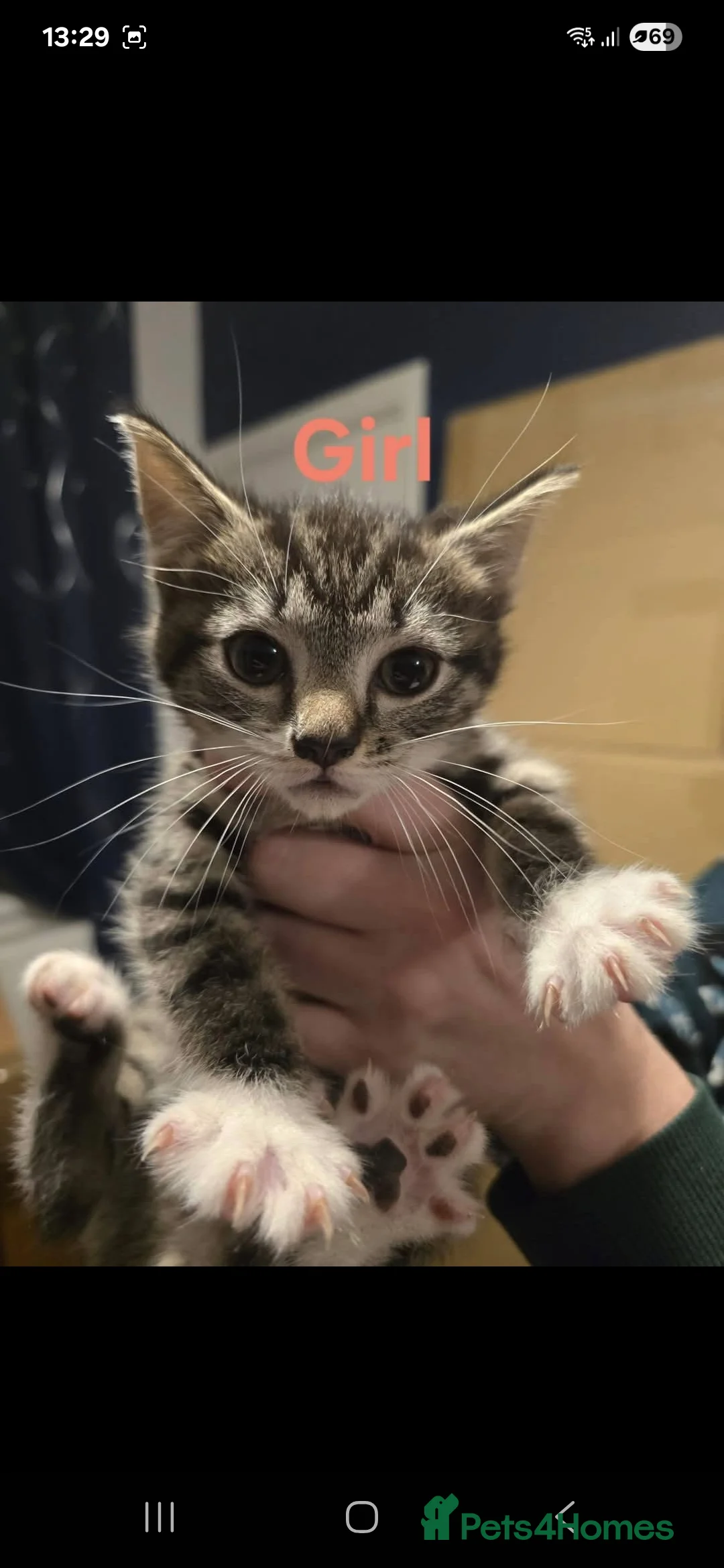 Siamese cats for sale: Siamese x maine coon kittens - Advert 2