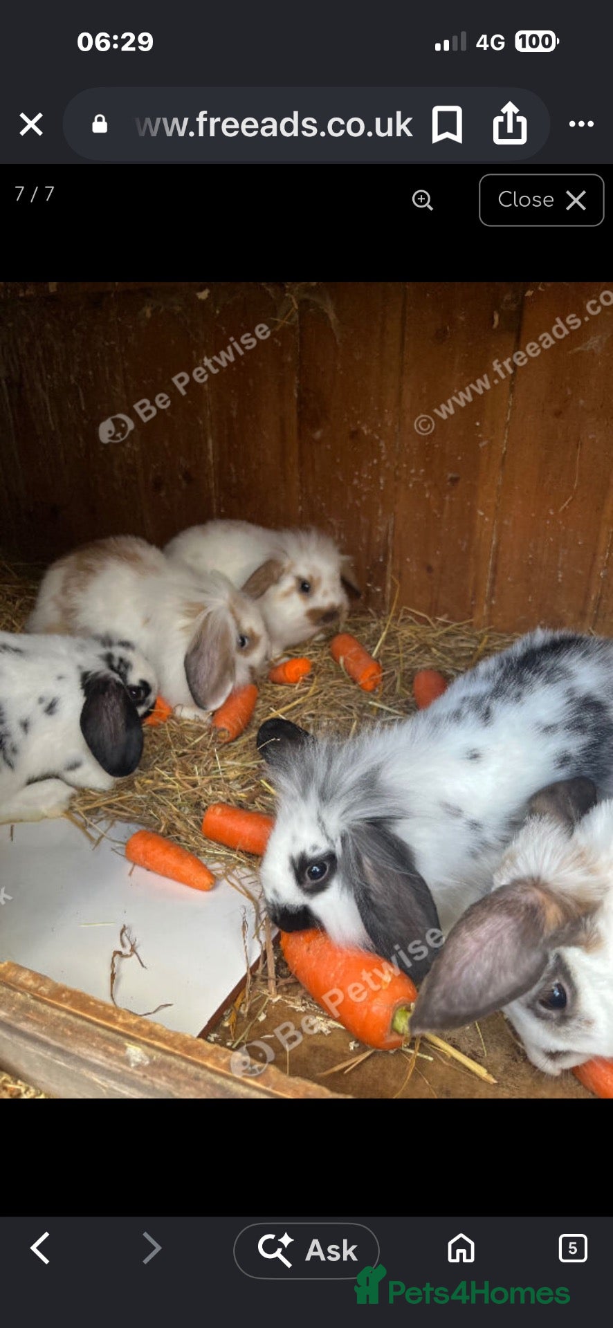 Mini Lop rabbits Mini lop baby rabbits  - Advert 1