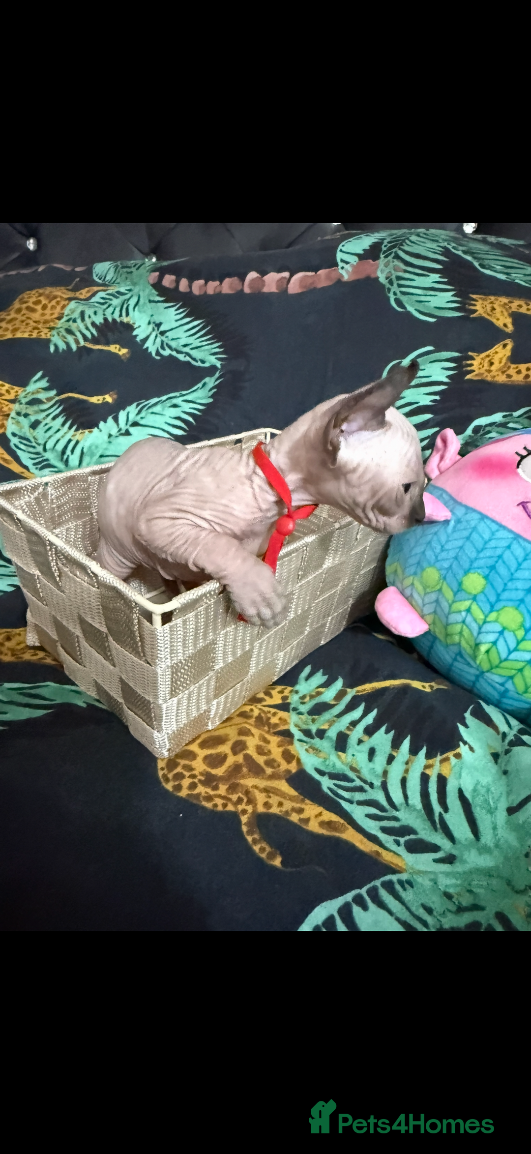 Sphynx cats for sale: Bald, bold elf blue eyes kittens  - Image 22