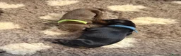 Dobermann dogs for sale: BROWN & TAN FEMALES AVAILABLE- LICENSED BREEDER  - Advert 9