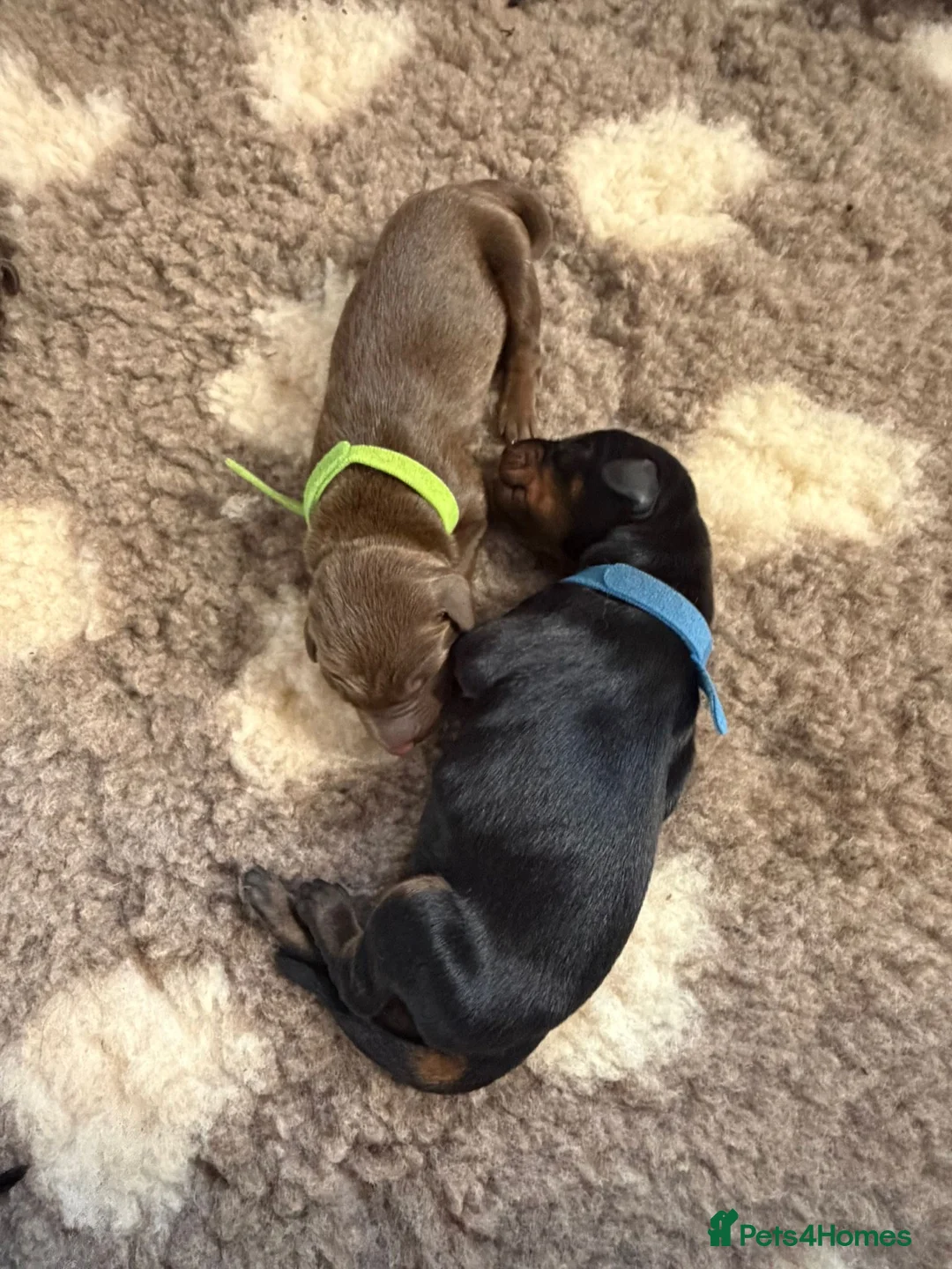 Dobermann dogs for sale: BROWN & TAN FEMALES AVAILABLE- LICENSED BREEDER  - Advert 9