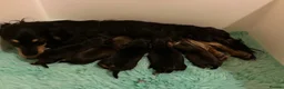 Miniature Dachshund dogs for sale: Brothers & sisters  to Crufts Best Puppy Dog 2025 - Advert 7