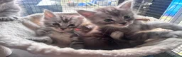 Maine Coon cats for sale: One beautiful boy remaining - Advert 5