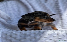 Miniature Dachshund dogs for sale: Miniature Dachshund Puppies  - Image 9