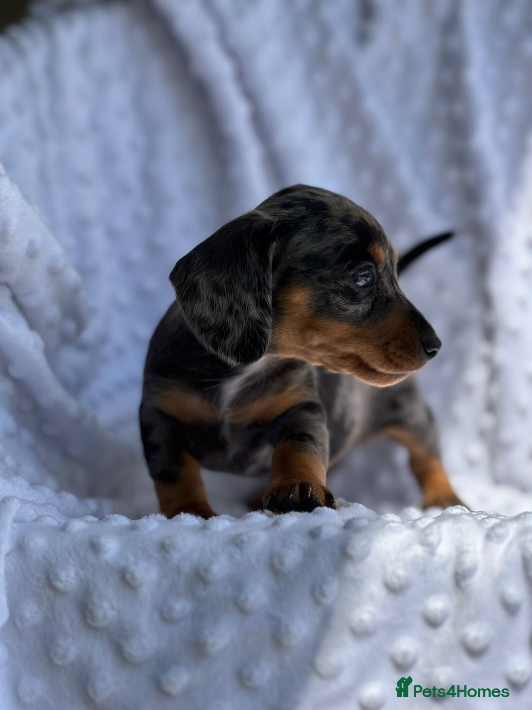 Miniature Dachshund dogs for sale: Miniature Dachshund Puppies  - Image 9