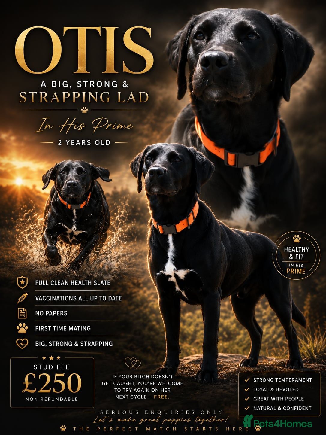 Springador dogs springador for stud - Advert 5