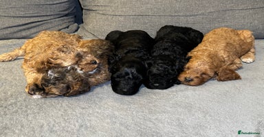 Mixed Breed dogs - Advert 6