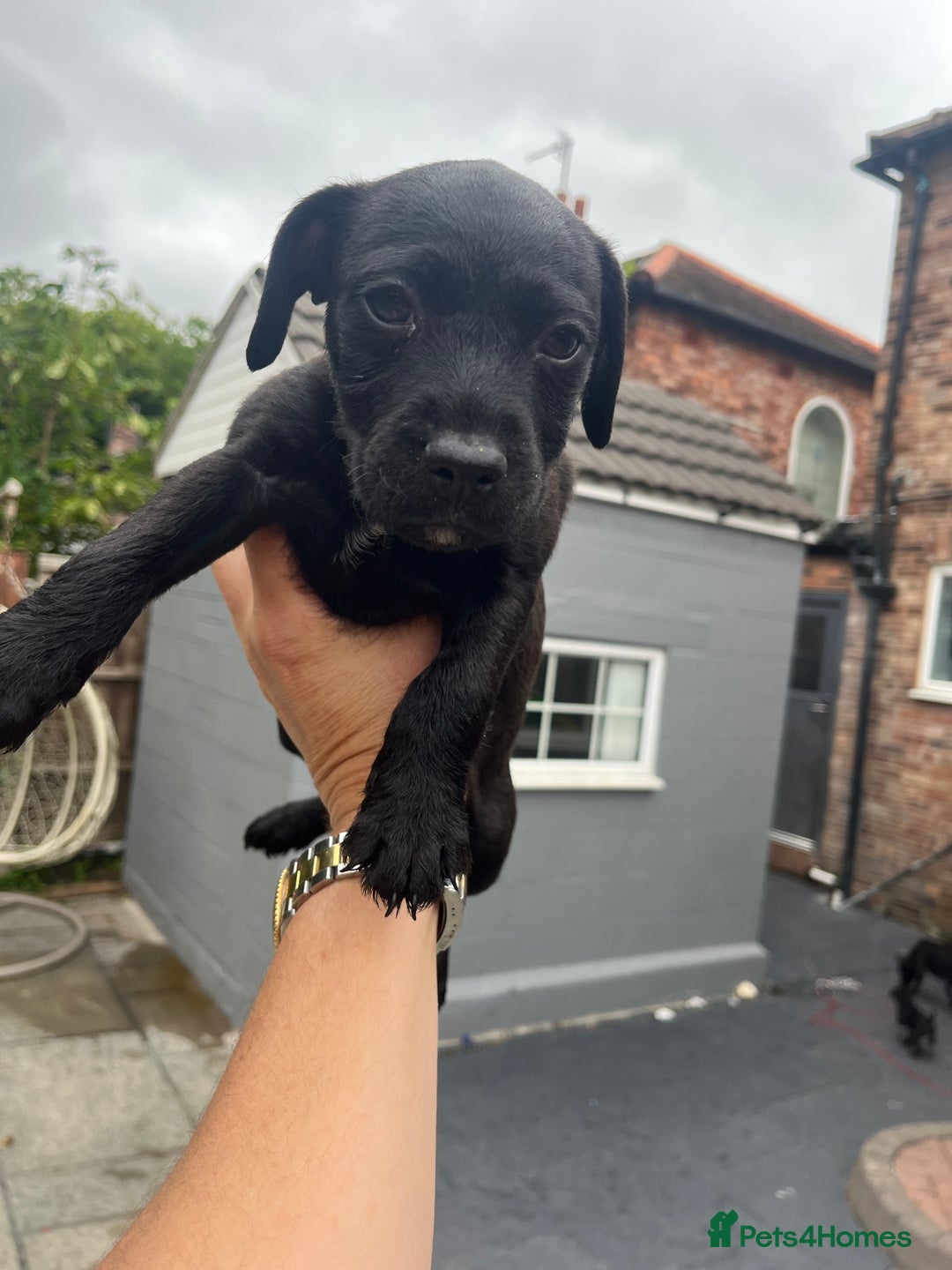 Patterdale Terrier dogs for sale: Patterdale terrier pups  - Image 3