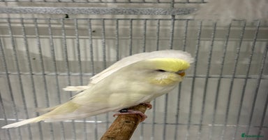 Budgerigars birds - Advert 9