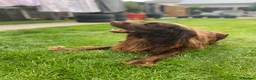 Cocker Spaniel dogs for stud: Sparkey the chocolate cocker spaniel  - Advert 9