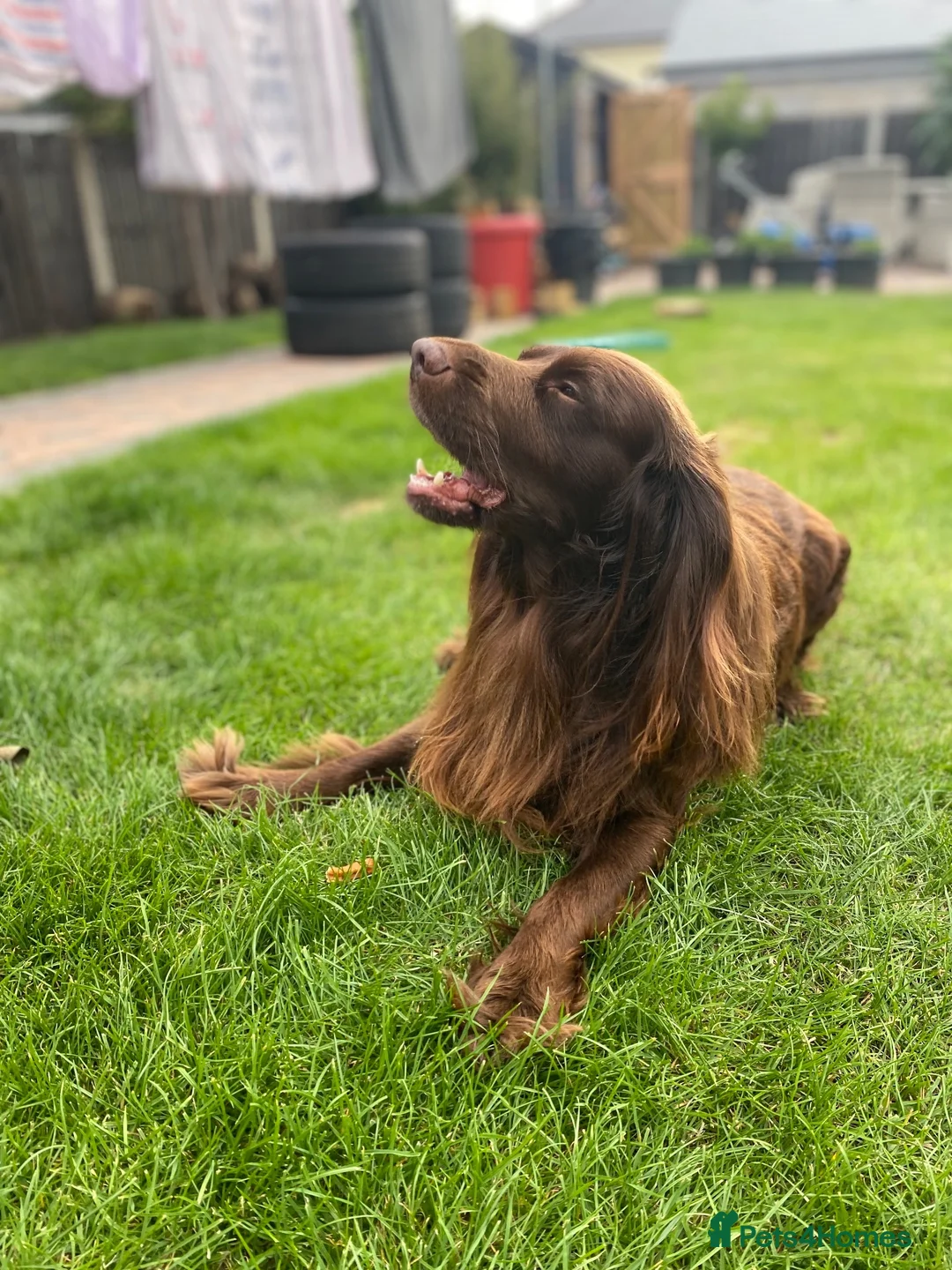 Cocker Spaniel dogs for stud: Sparkey the chocolate cocker spaniel  - Advert 9