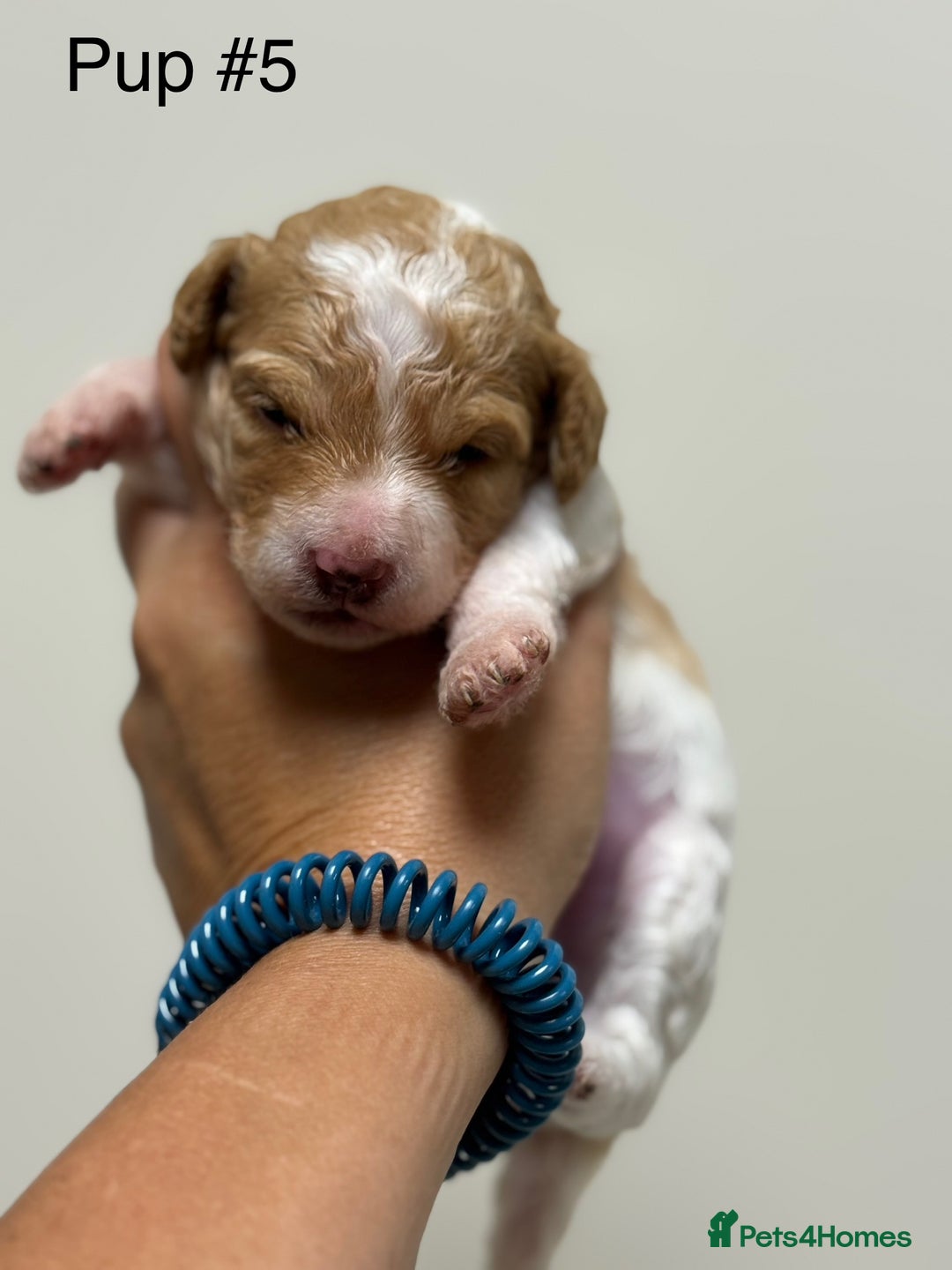 Toy Poodle dogs for sale: Tiny, rare parti poodle puppies. Red & white.  - Image 20
