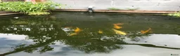 Koi Carp fish for sale: Koi Carp & Chargoi Fingerlings Approx 1"- 1.5" £3 in Newcastle - Advert 3