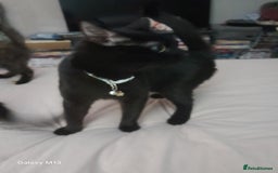 Mixed Breed cats for sale: 5 long hair maine coon mix kitten's. - Image 9