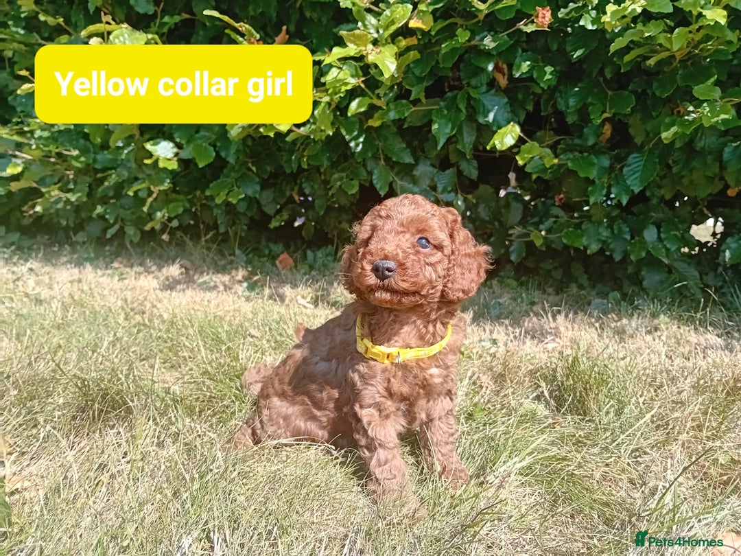 Cockapoo dogs for sale: Amazing F1b Cockapoos - Image 7