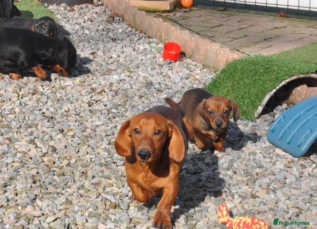 Miniature Dachshund dogs for sale: Kennel Club Mini Smooth Dachshund Puppy Girls - Advert 5