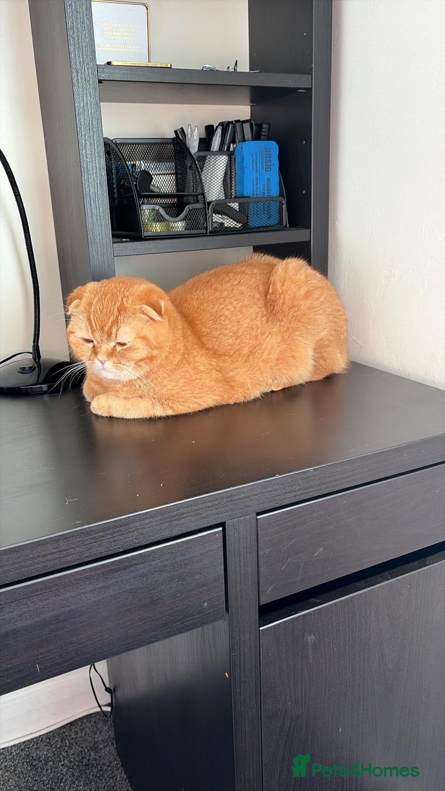 Scottish Fold cats Scottish Fold Female for Sale – Ginger Color - Advert 2